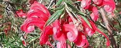 Care of the plant Grevillea Clearview David or Grevillea.