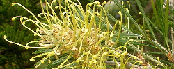 Care of the shrub Grevillea Golden Yu-Lo or Grevillea.
