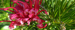 Care of the shrub Grevillea rosmarinifolia or Rosemary grevillea.