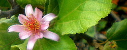 Care of the plant Grewia lasiocarpa or Forest raisin.
