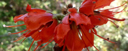 Care of the plant Greyia flanaganii or Kei bottlebrush.