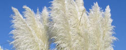Care of the plant Cortaderia selloana or Pampas grass.
