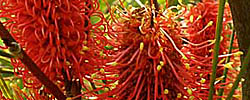 Care of the shrub Hakea bucculenta or Red pokers.