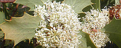 Care of the plant Hakea cristata or Snail hakea.