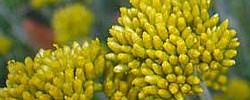 Cuidados de la planta Helichrysum cymosum o Alfombra de oro.