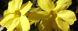 Care of the shrub Jasminum nudiflorum or Winter jasmine.