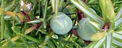 Cuidados de la planta Juniperus communis o Enebro común.
