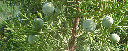 Care of the shrub Juniperus californica or California juniper.