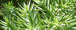 Care of the shrub Juniperus chinensis or Chinese juniper.
