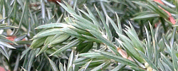 Care of the plant Juniperus conferta or Shore juniper.
