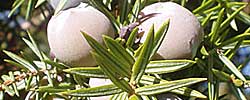 Care of the plant Juniperus oxycedrus or Prickly juniper.