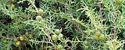 Cuidados del arbusto Juniperus phoenicea o Sabina negral.