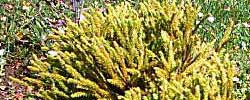 Care of the plant Juniperus squamata or Flaky juniper.