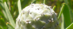 Cuidados de la planta Leucadendron galpinii o Leucadendron de Galpin.