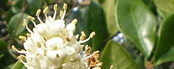 Cuidados de la planta Ligustrum japonicum Texanum o Aligustre de Japón.