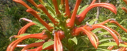 Care of the plant Lobelia excelsa or Devil's Tobacco.