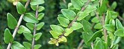 Care of the shrubs Lonicera nitida or Box honeysuckle.