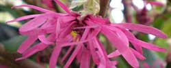Care of the shrubs Loropetalum chinense or Chinese fringe flower.