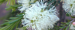 Cuidados de la planta Melaleuca ericifolia o Árbol de corteza de papel.