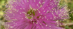 Care of the plant Melaleuca nesophila or Pink melaleuca.