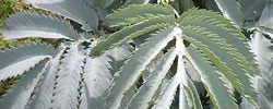 Cuidados del arbusto Melianthus major, Melera o Acanto glauco.