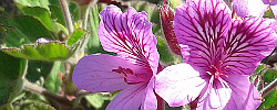 Cuidados de la planta Pelargonium cucullatum o Geranio de árbol.