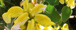 Care of the plant Phlomis chrysophylla or Golden-leaved Jerusalem sage.