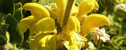 Care of the plant Phlomis lycia or Jerusalem Sage.