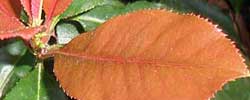 Care of the shrub Photinia x fraseri or Red tip photinia.