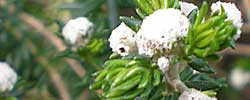 Cuidados del arbusto Phylica ericoides, Filica o Botonera.