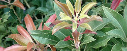 Care of the plant Pieris japonica or Japanese andromeda.