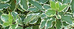 Care of the plant Pittosporum tenuifolium or Kohuhu.