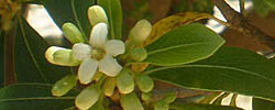 Cuidados de la planta Pittosporum x pourtetianum o Pitósporo de Pourtet.