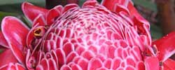 Care of the plant Protea caffra or Common protea.