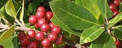 Care of the plant Rhamnus alaternus or Mediterranean buckthorn.