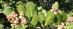 Care of the plant Rhus integrifolia or Lemonade berry.
