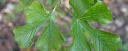 Care of the shrub Rhus undulata or Kuni bush.
