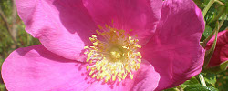 Care of the shrub Rosa canina or Dog rose.