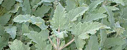Care of the shrub Salvia disermas or Wild giant sage.