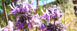 Care of the shrub Salvia leucophylla or Purple sage.