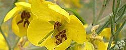 Care of the shrub Senna artemisioides or Feathery cassia.