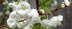 Care of the plant Spiraea prunifolia or Bridalwreath spirea