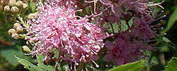 Care of the plant Spiraea salicifolia or Bridewort.
