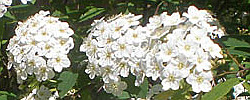 Care of the plant Spiraea x vanhouttei or Bridalwreath.
