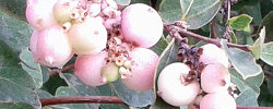 Cuidados de la planta Symphoricarpos × chenaultii o Baya de nieve