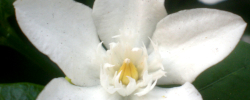 Cuidados de la planta Wrightia antidysenterica o Jazmín de nieve asiático.