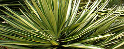Care of the shrub Yucca aloifolia or Spanish bayonet.