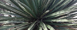 Care of the shrub Yucca carnerosana or Giant Spanish Dagger.