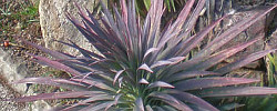 Care of the plant Yucca desmetiana or Spineless Jade Agave.