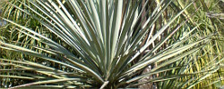 Care of the plant Yucca mixtecana or Mixteca yucca.